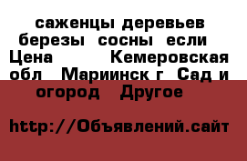 саженцы деревьев березы, сосны, если › Цена ­ 300 - Кемеровская обл., Мариинск г. Сад и огород » Другое   